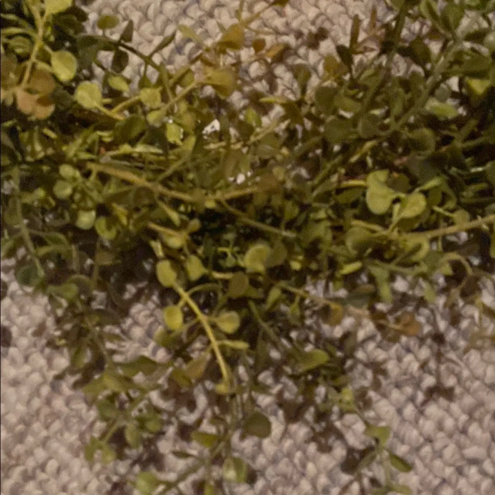 Green Eucalyptus Holiday Wreath